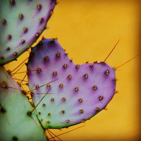 purplecactus